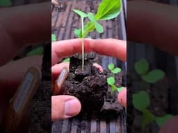 Fix leggy seedlings