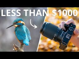 Photographing Kingfishers | Under $1000 Gear Guide | Wildlife Photography
