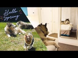 Spring Time with Malamutes