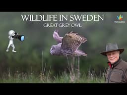WILDLIFE - I Followed a Great Grey Owl for a Nesting Season – Incredible Moments Caught on Camera!