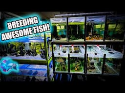TROPICAL FISH ROOM TOUR ~ SPAWNING MORE WEIRD FISH!