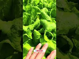 Growing lettuce no weeds #shorts