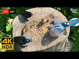 🔴 24/7 LIVE: Cat TV for Cats to Watch 😺 Greedy Birds Chipmunks and Squirrels 📺 4K Cat Games