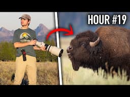 24 Hours to Photograph Wildlife in Yellowstone