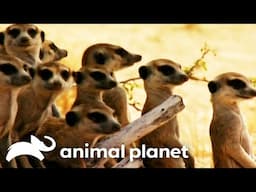 A Gang of War Dancing Meerkats! | Meerkat Manor | Animal Planet