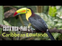 Amazing Costa Rica | Birds of the Caribbean Lowlands | Selva Verde Lodge | 2024
