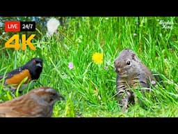 🔴 24/7 LIVE: Cat TV for Cats to Watch 😺 Beautiful Birds Squirrels and Flowers 🐦 4K Cat Games