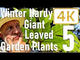 Top Five Fantastic Giant Leaved, Cold Hardy Plants