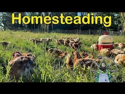 Homesteading II: This Time It's Personal