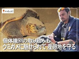 個体識別の取り組みも　ウミガメに魅せられて　産卵地を守る（沖縄テレビ）2025/6/13