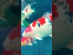Biggest Koi Fish in Pond.