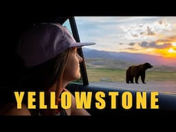 Grizzlies and Geysers | Yellowstone National Park