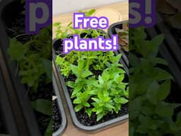 FREE plants for your aquarium? EASY stem plant propagation step by step!
