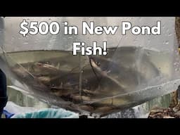 FISH POND RESTOCK | What We Got & What it Cost