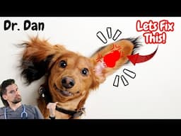 How a Dog Ear Hematoma is Fixed