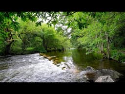 4K Clear Stream in Green Forest | Gentle River Sounds for Sleep & Relaxation | No Birds, No Music.