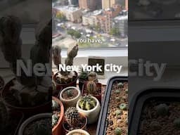 Can You Grow Cactii With Limited Light?