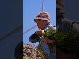 用这贫瘠之地长出的山间美味，做一桌丰富的蕨菜宴和家人分享！#shorts  #fiddlehead #cooking ##chinesefood #滇西小哥