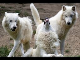 The Claimed De-Extinction of the Prehistoric Dire Wolf