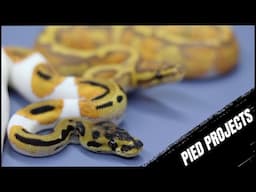You Won't Believe These Pieds!!