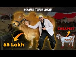 Bakra Mandi Tour 2025 - Cheapest VS Expensive