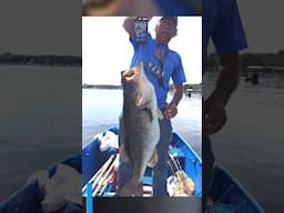 Huge Largemouth Bass in Florida!