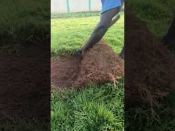 Grass Sod