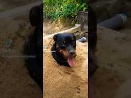 Rottweiler  love