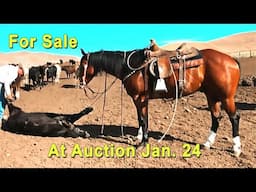 Horse For Sale At Auction - Reminics Bueno Smoke - Red Bluff, CA Gelding Sale - Jan. 24, 2025