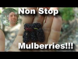 Mulberries Vegan Camp Update March 2025