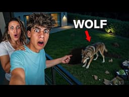 A Vicious WOLF Destroyed our Backyard