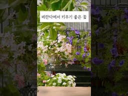 확장형 거실 베란다의 실내정원 #하쿠의정원