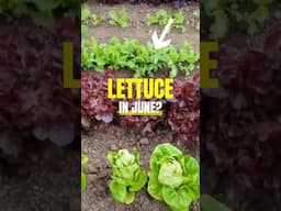 Smart Lettuce Growing Tips for June! #lettuce #lettucegrow