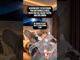 Benefits of Sleeping Next to the Person You Love #corgi #marriage #shorts