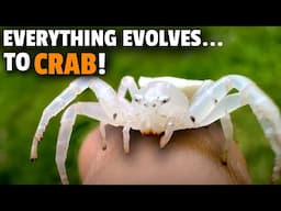 Even SPIDERS Keep Evolving Into CRABS!