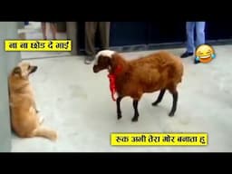 बेचारे कुत्ते को तो दीवार में ही फिट कर डाला 😂🤣ll Wild animal amazing fight cought on camera