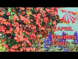 April '25 Backyard Garden Tour! A Beautiful Texas Garden Tour in Spring! #northtexasgarden #spring