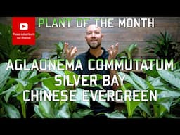 Silver Bay - Chinese Evergreen - Aglaonema commutatum - Plant of the month