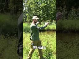 The Ultimate Food Plot Setup! #shorts