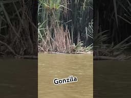 gonzila