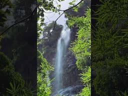Maracas Waterfall is Trinidad’s tallest waterfall, plunging over 90 feet into a serene jungle basin