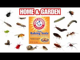 How To Turn Baking Soda Into A Powerful Pesticide For Home & Garden