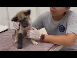 Little Puppy Looked Away And Sobbed, Never Believing A Human Would Ever Love Him One Day...