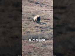 It takes forever and it happens suddenly!!! #alaskahunting #grizzlybears #grizzly #hunting