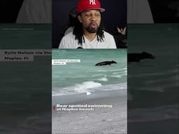 Caught On Camera - Bear Spotted Swimming At Naples Beach