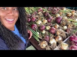 Epic Onion Harvest How To Harvest And Cure …To Store  Massive