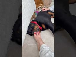 A Little Foot Love from My Pup