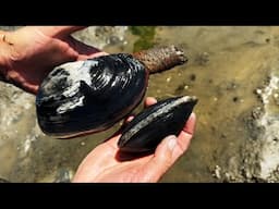 Catch, Clean & Cook CA Clams + Fire Maple Saturn Stove