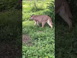 Emma Caracal is busy searching her habitat, looking for lizards to chase.