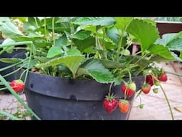 MIL vezes mais produtivo seu morango com dica simples de adubação orgânica, veja!